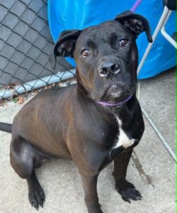 Sybil, adoptable American Pit Bull Terrier at Chicago Animal Care and Control
