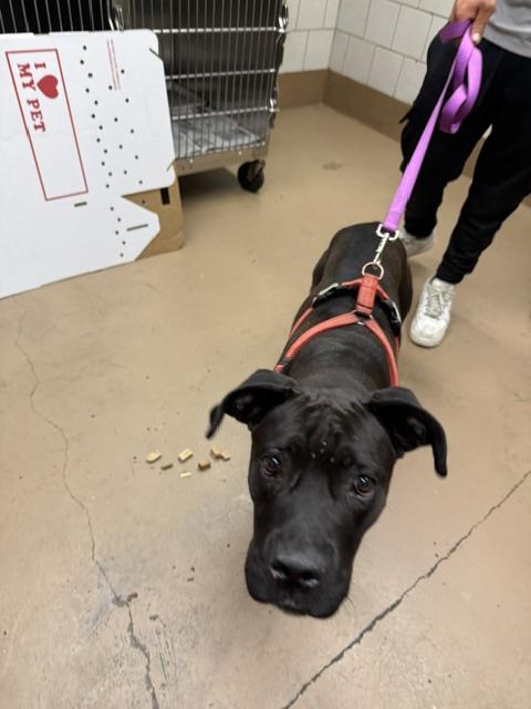 American Pit Bull Terrier / Bull Terrier at Chicago Animal Care and Control