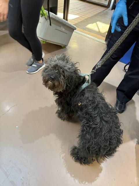 Milo at Chicago Animal Care and Control