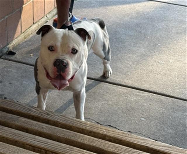Zeus at Chicago Animal Care and Control