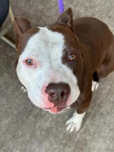 Tiffany, adoptable American Pit Bull Terrier at Chicago Animal Care and Control