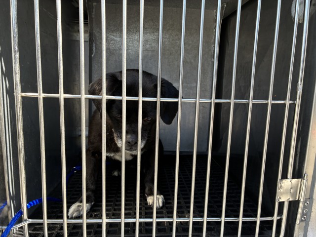 Harriet at Chicago Animal Care and Control