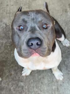Ernie, adoptable American Pit Bull Terrier at Chicago Animal Care and Control