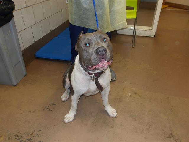 American Pit Bull Terrier / Bull Terrier at Chicago Animal Care and Control