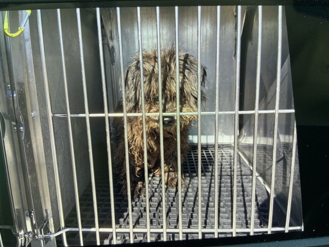 Poodle at Chicago Animal Care and Control