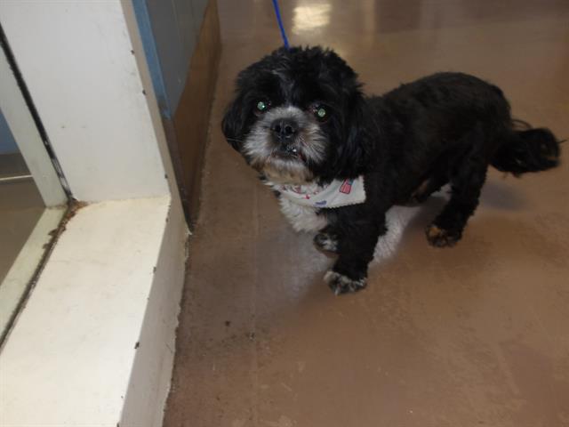 Shih Tzu at Chicago Animal Care and Control