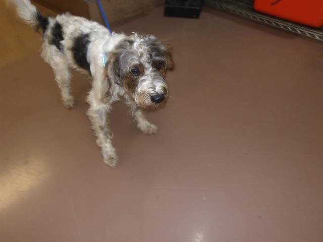 Dog A317867 at Chicago Animal Care and Control