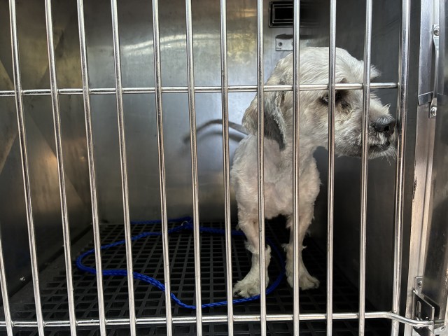 Olaf at Chicago Animal Care and Control