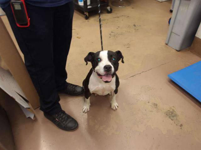 American Pit Bull Terrier / Bull Terrier at Chicago Animal Care and Control