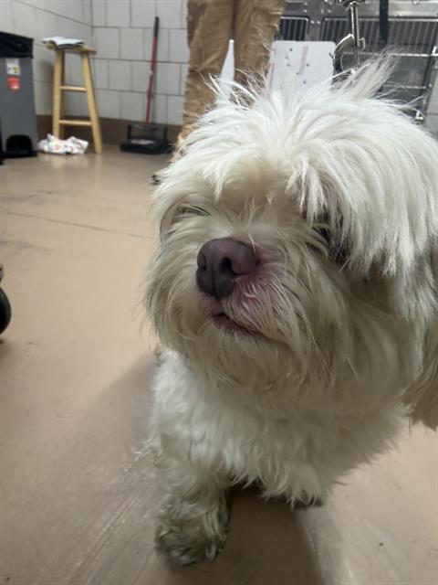 Dog A317877 at Chicago Animal Care and Control