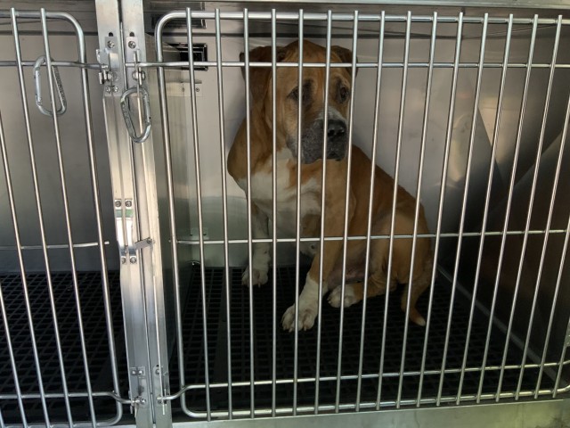 Bullmastiff at Chicago Animal Care and Control