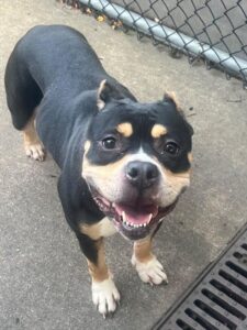Camille, adoptable American Pit Bull Terrier at Chicago Animal Care and Control