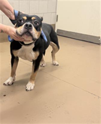American Pit Bull Terrier / Bull Terrier at Chicago Animal Care and Control
