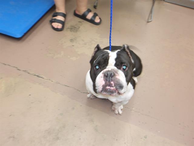 Bulldog at Chicago Animal Care and Control