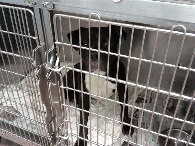 American Pit Bull Terrier / Bull Terrier at Chicago Animal Care and Control