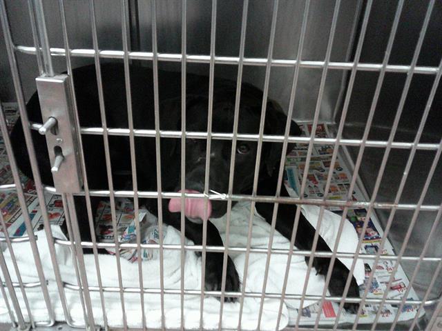 American Pit Bull Terrier / Bull Terrier / Labrador Retriever at Chicago Animal Care and Control