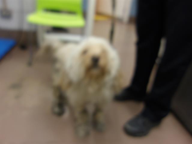 Labrador Retriever / Poodle at Chicago Animal Care and Control