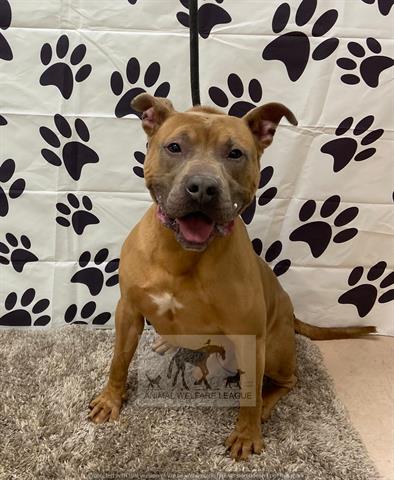 Buddy at Animal Welfare League