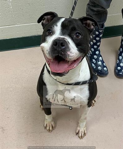 Flare at Animal Welfare League