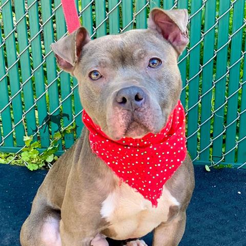 Azul at Animal Welfare League