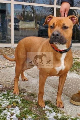Amaretto at Animal Welfare League