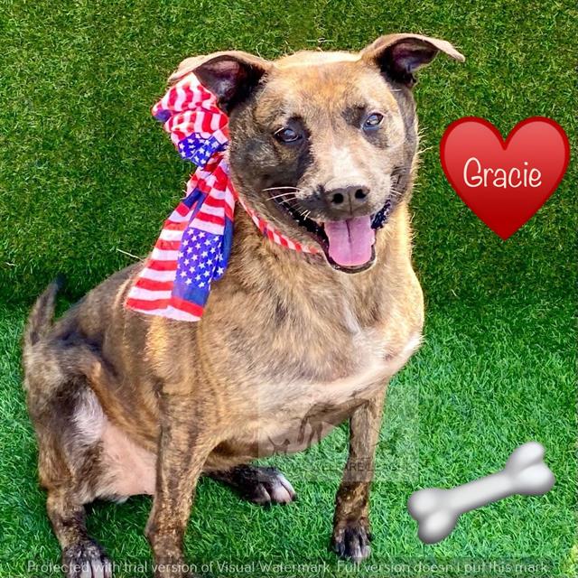 Gracie at Animal Welfare League