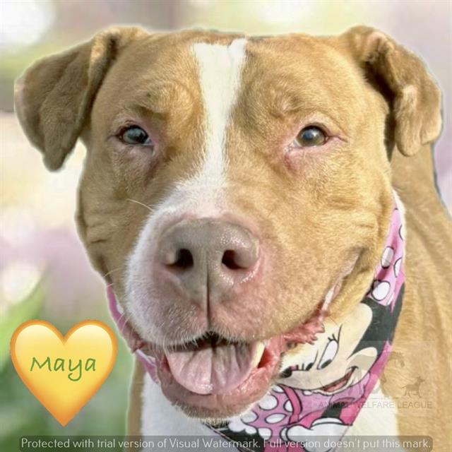 Maya at Animal Welfare League