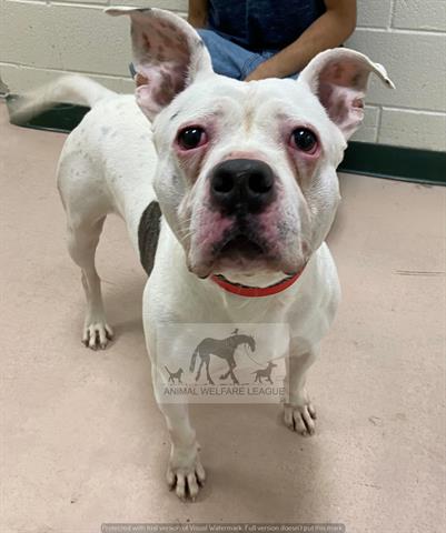 Henry at Animal Welfare League