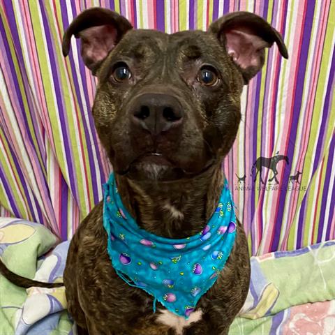 Nori at Animal Welfare League