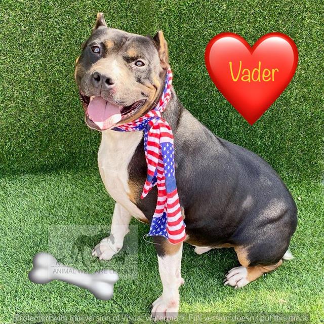 Vader at Animal Welfare League
