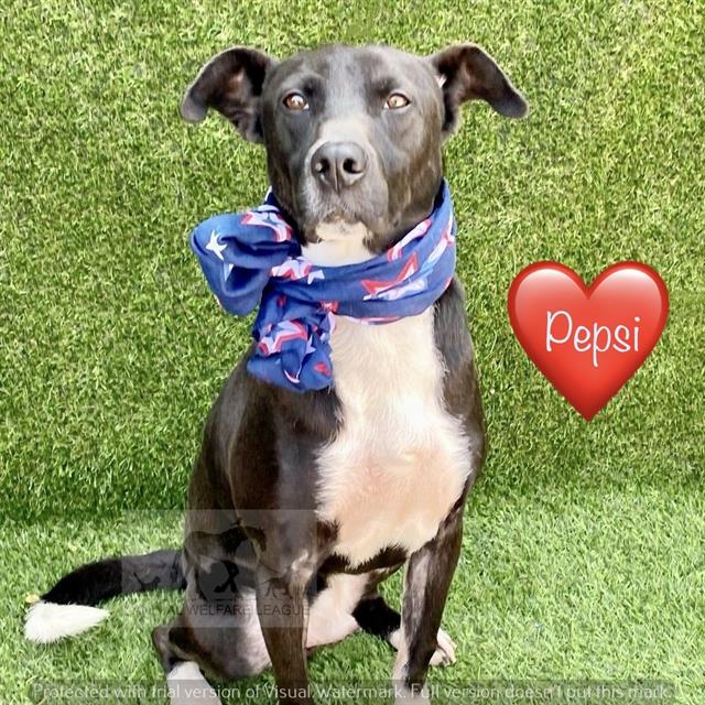 Pepsi at Animal Welfare League