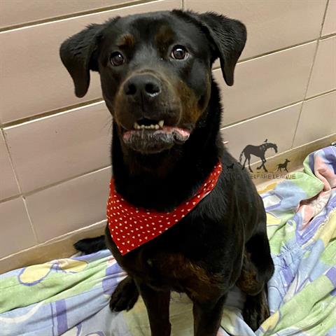 June at Animal Welfare League