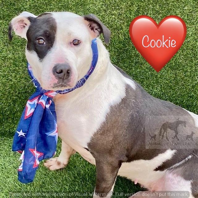 Cookie at Animal Welfare League