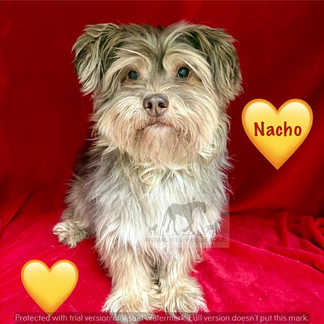 Nacho at Animal Welfare League