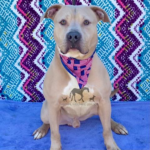 Benson at Animal Welfare League
