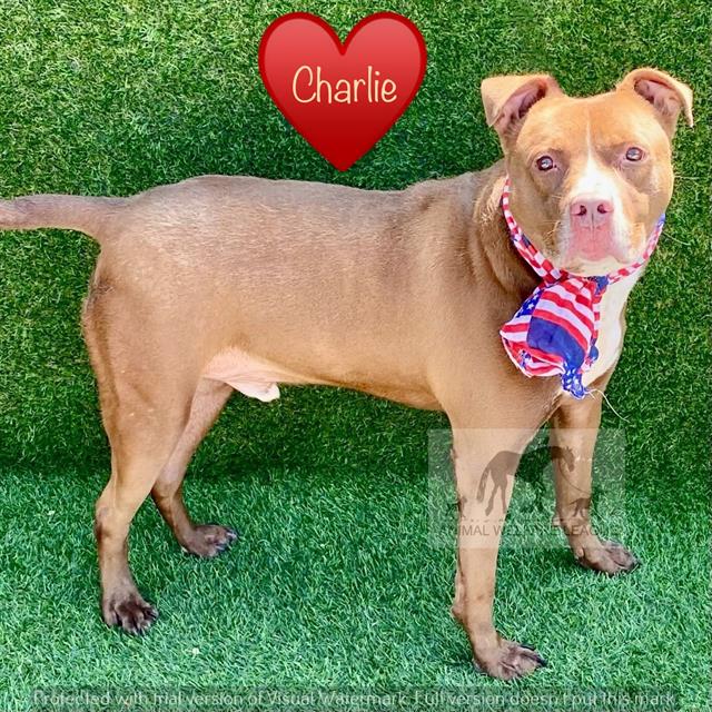 Charlie at Animal Welfare League