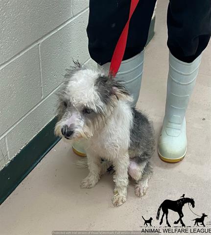 Oreo at Animal Welfare League