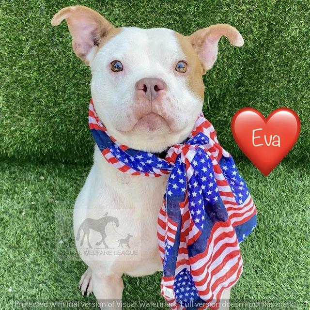 Eva at Animal Welfare League