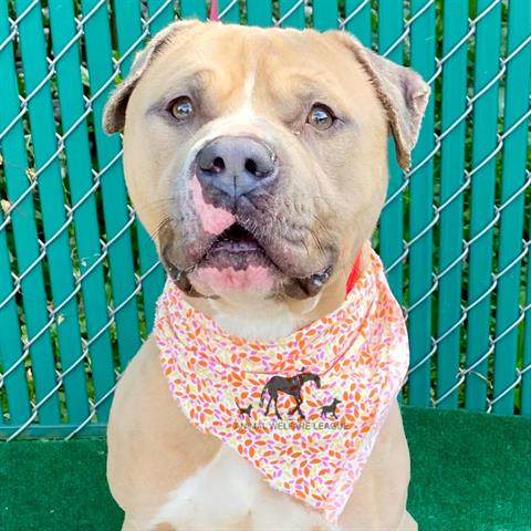 Ember at Animal Welfare League