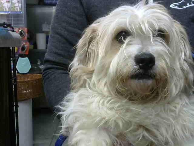Ping Pong at Animal Welfare League
