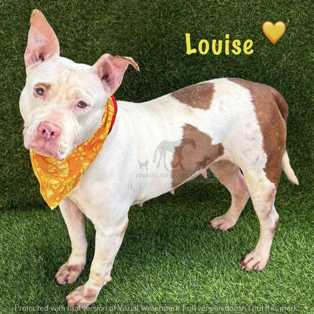 Louise at Animal Welfare League