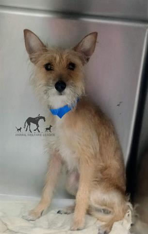 Nina at Animal Welfare League