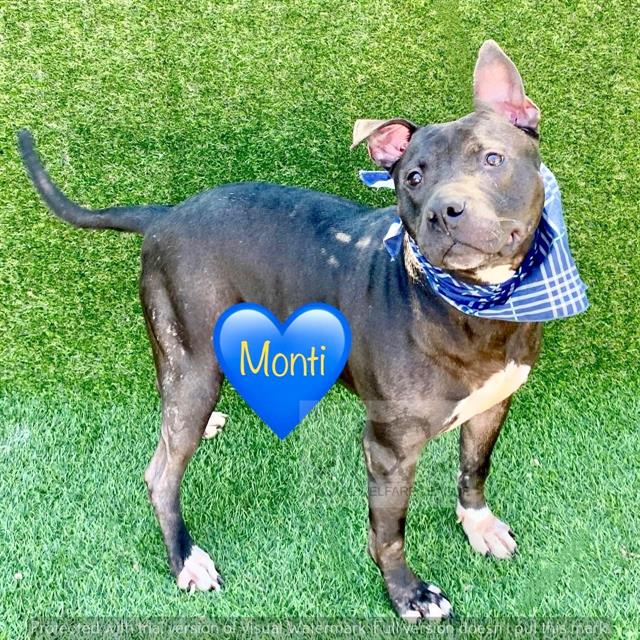 Monti at Animal Welfare League