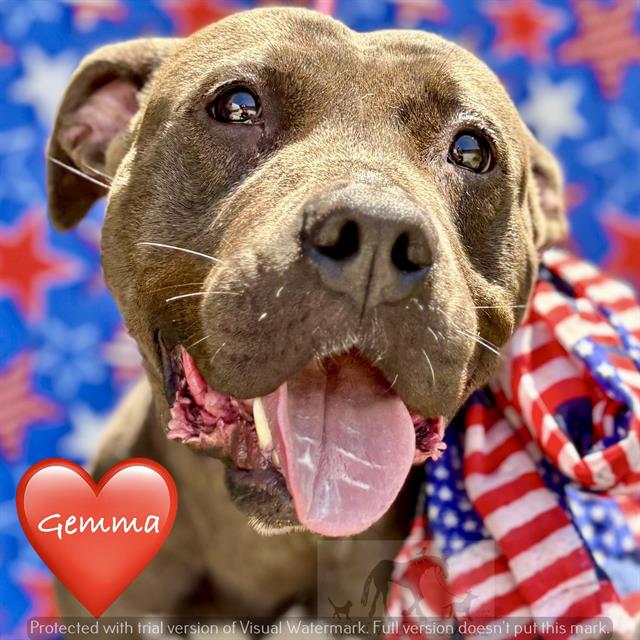 Gemma at Animal Welfare League
