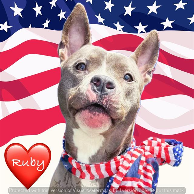 Ruby available through Animal Welfare League