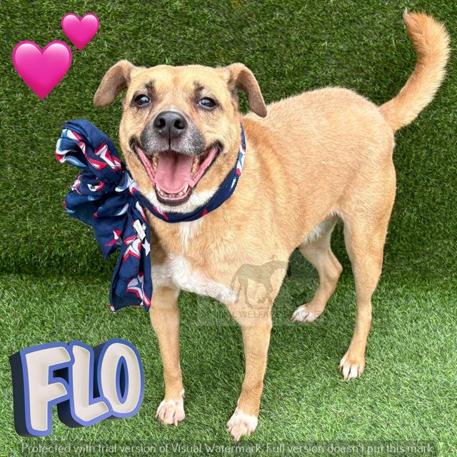 Flo at Animal Welfare League