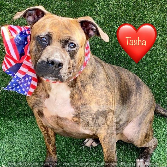 Tasha at Animal Welfare League