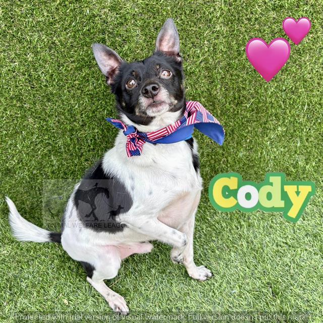 Cody at Animal Welfare League