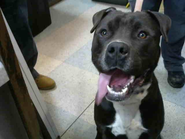 Handsome at Animal Welfare League