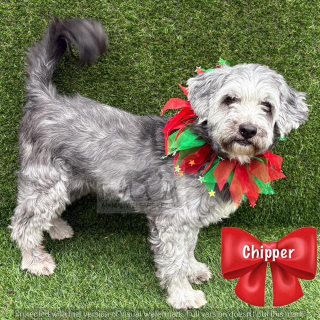 Chipper at Animal Welfare League